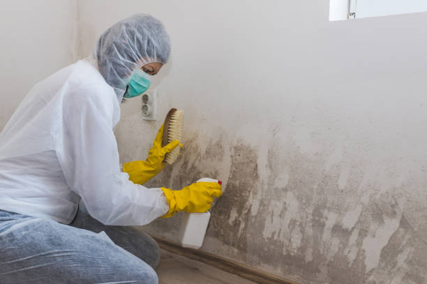 Best Crawl Space Mold Remediation in Clayton, GA