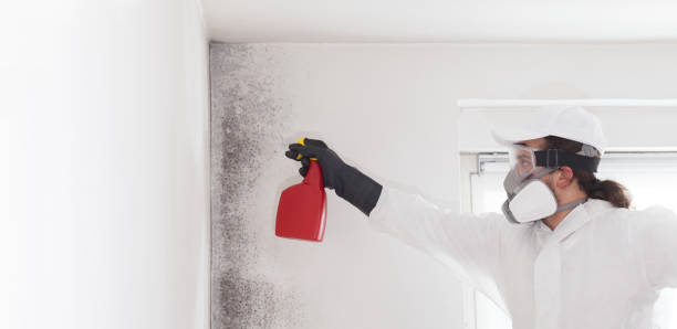 Best Post-Flood Mold Remediation in Clayton, GA