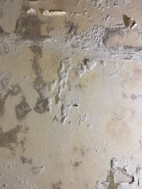Best HVAC Mold Remediation in Clayton, GA