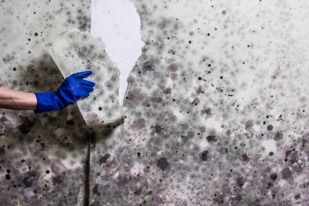 Best Localized Mold Remediation (e.g., coastal areas, humid climates) in Clayton, GA